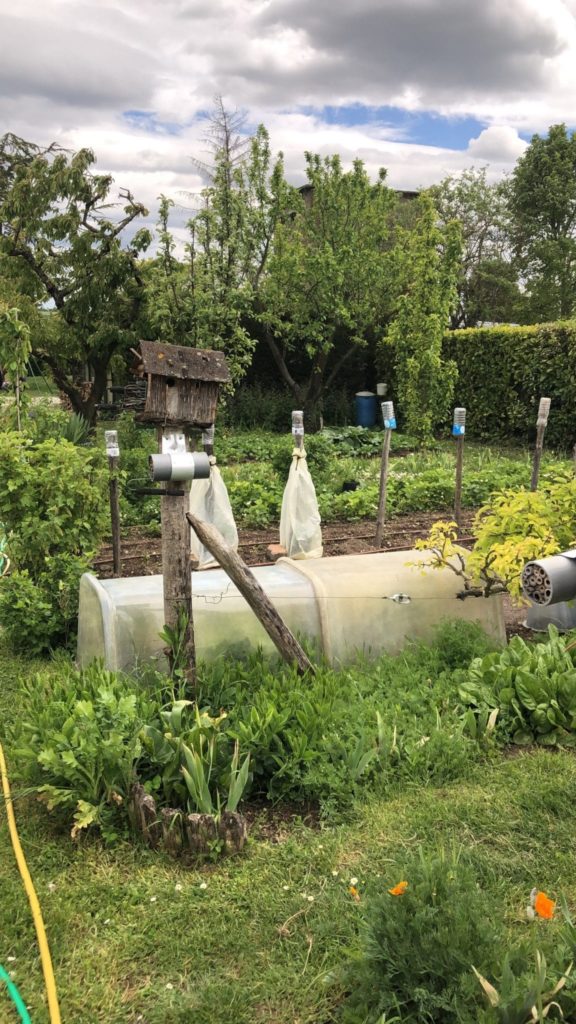 apprendre le non-effort comme une sagesse de jardinier qui observe la nature et le rythme des choses